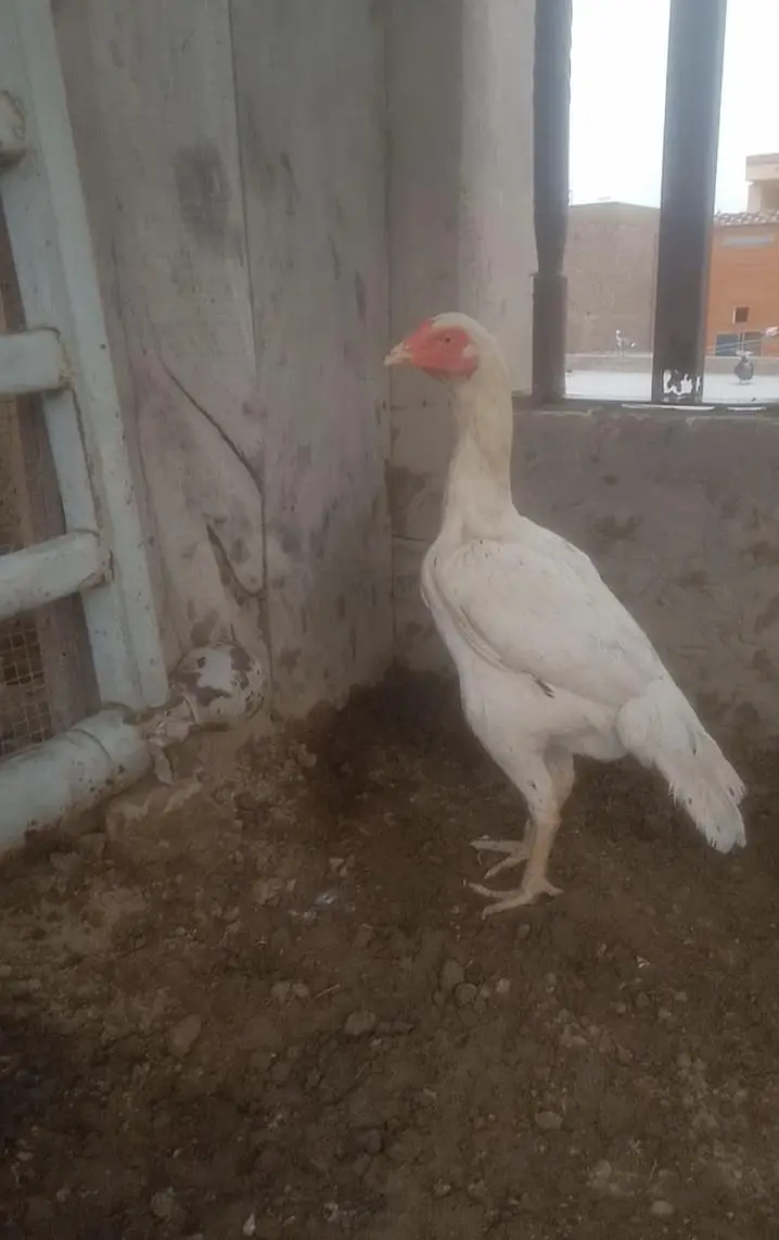 aseel heera female with black spots — photo 5