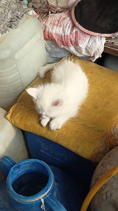 white cat ha