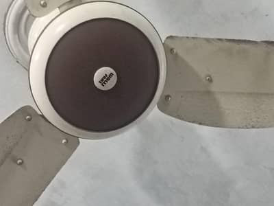 wali fan