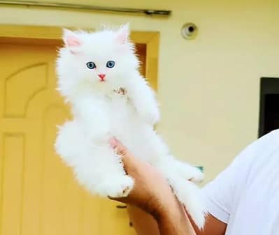 (Persian female kitten) (for sale all) (Pakistan delivery available)