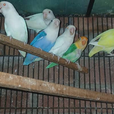 Love birds  Breader parrots 16 pices Cramino,Dacino,Albino and other