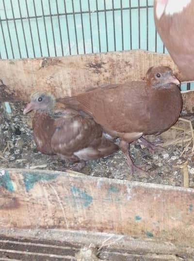 pigions