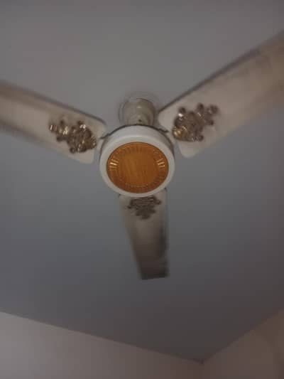 Royal Fans 56"