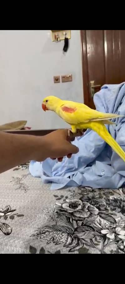 yellow red feather self available 03126945780