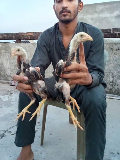 Aseel chicks| for sale| 8 chicks for sale |