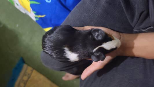 guinea pig health condition