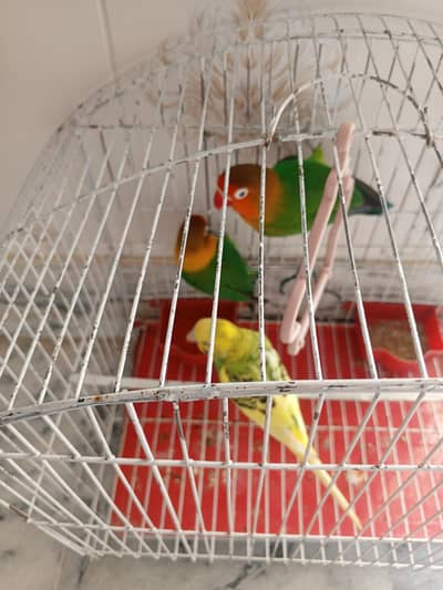 Love birds and Australian male
