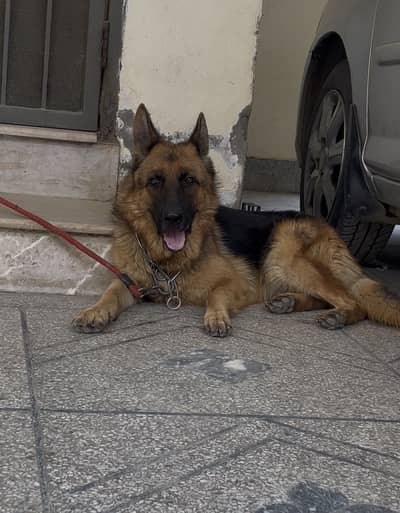 German shephard   Double coat Female  available for sale