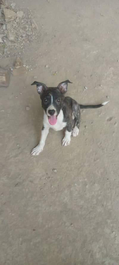 American pitbull terrier