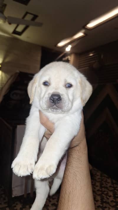 labrador pup