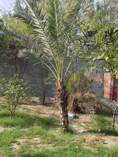 Palm trees available for sale ferozpur