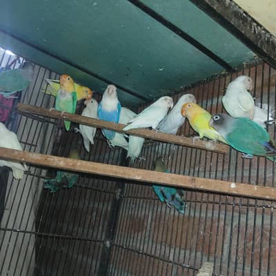 Love Birds Breader parrots 16 pices Cramino, Dacino, Albino, and other