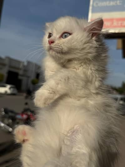 cute and fluffy kitten 