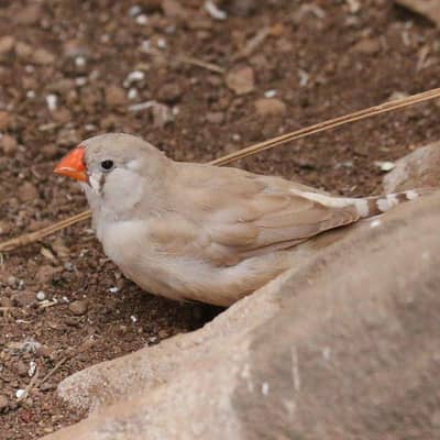 Zabara Finch