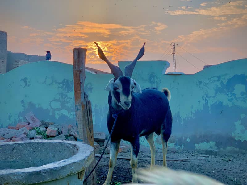Tedi Bakra 0