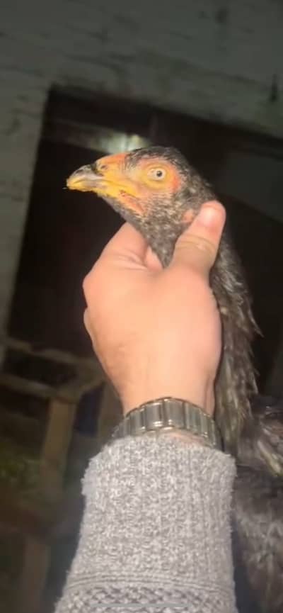 Trio Aseel birds for sale