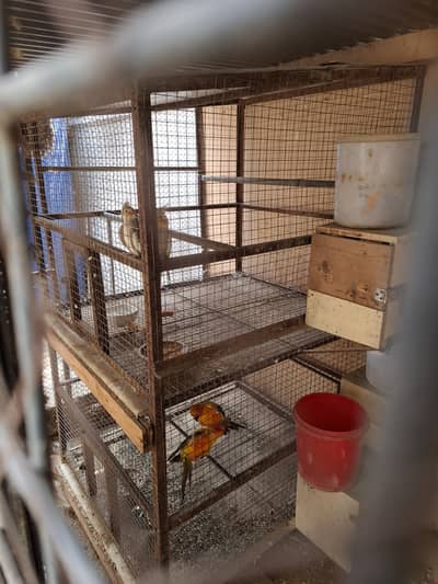 Heavy duty parrot cages for sale