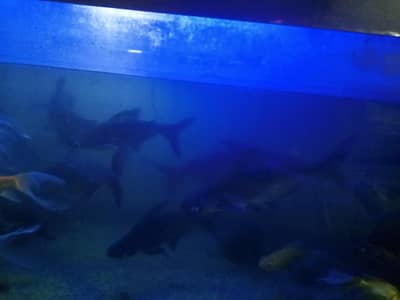 Blue line Shark