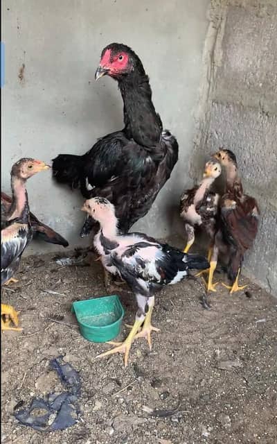 aseel pure lasani chicks available bilkul munasib contact 03123543634