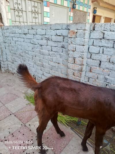 Bakra for sale achi nasal