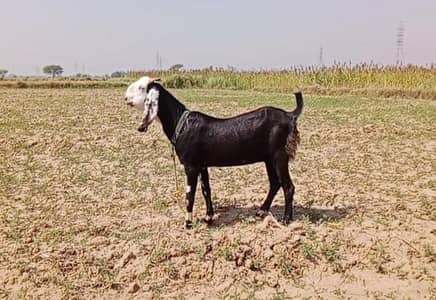 pure Gujrati beetle goat for sale