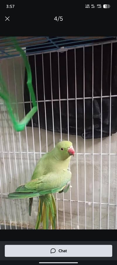 parrot