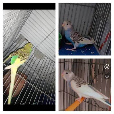 2 pair pied pathaye for sale.