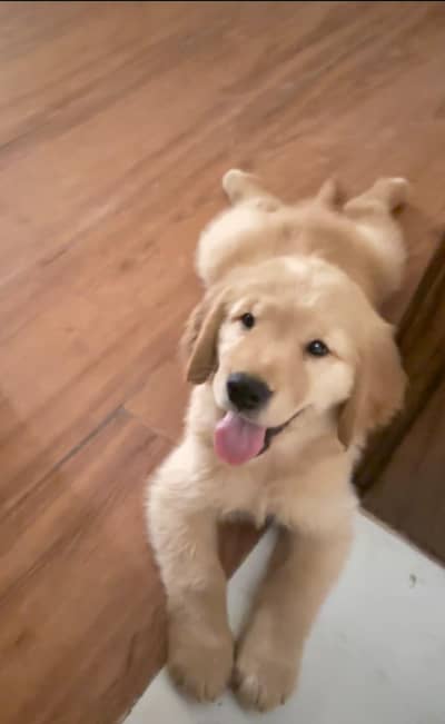 Pedigree Golden Retreiver Microchipped Puppy For Sale
