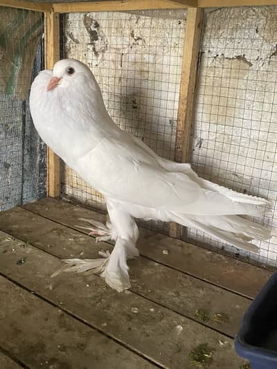 WHITE  POM GUBARA MALE  PATHA forsale 03115733578