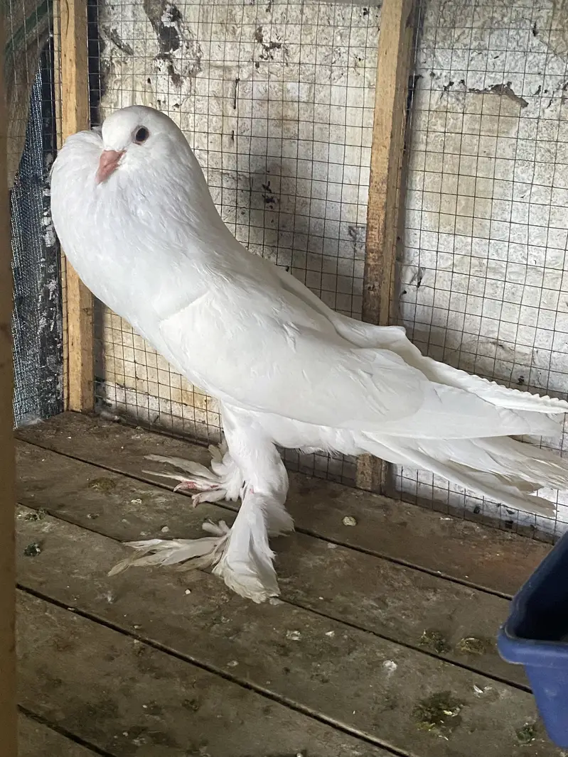 WHITE  POM GUBARA MALE  PATHA forsale 03115733578 — photo 2