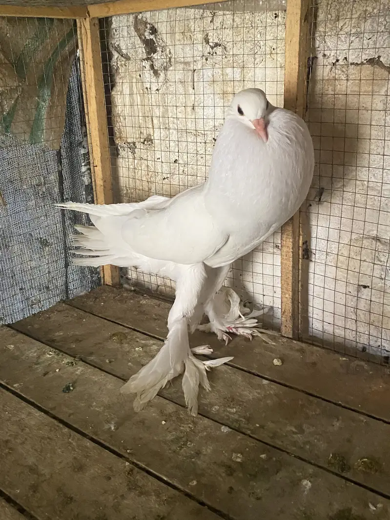 WHITE  POM GUBARA MALE  PATHA forsale 03115733578 — photo 3
