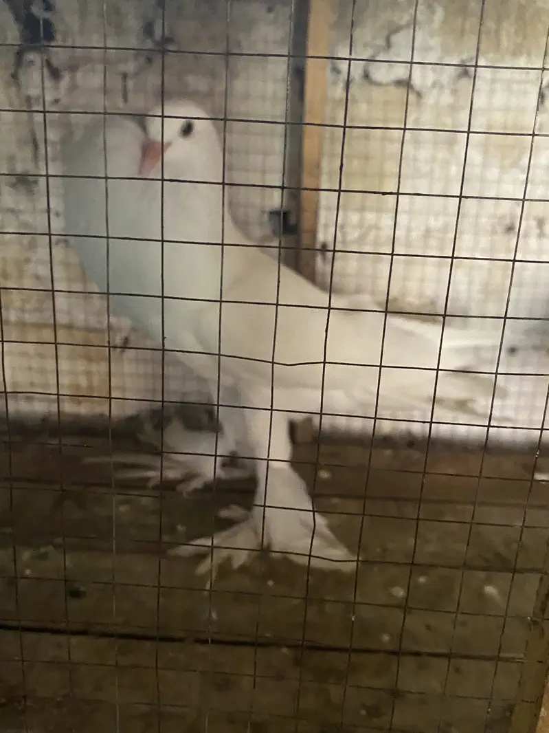 WHITE  POM GUBARA MALE  PATHA forsale 03115733578 — photo 4