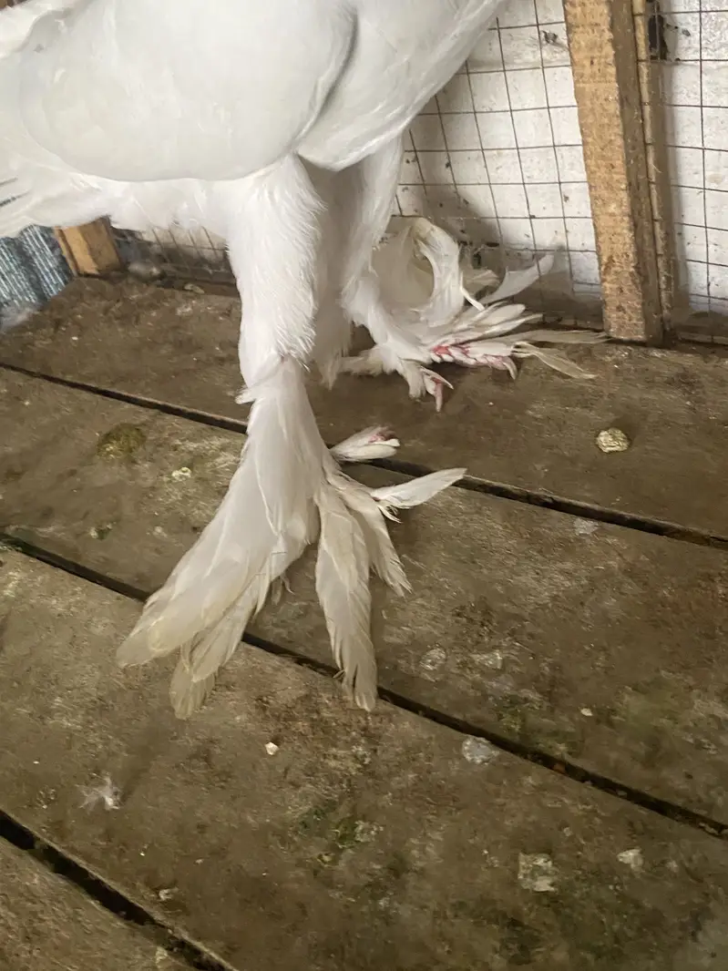 WHITE  POM GUBARA MALE  PATHA forsale 03115733578 — photo 5