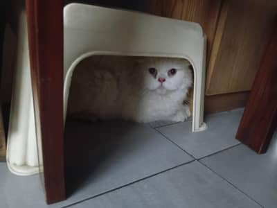 Persian cat