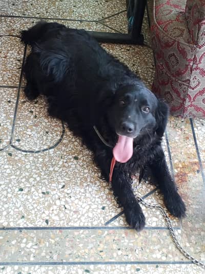 labra