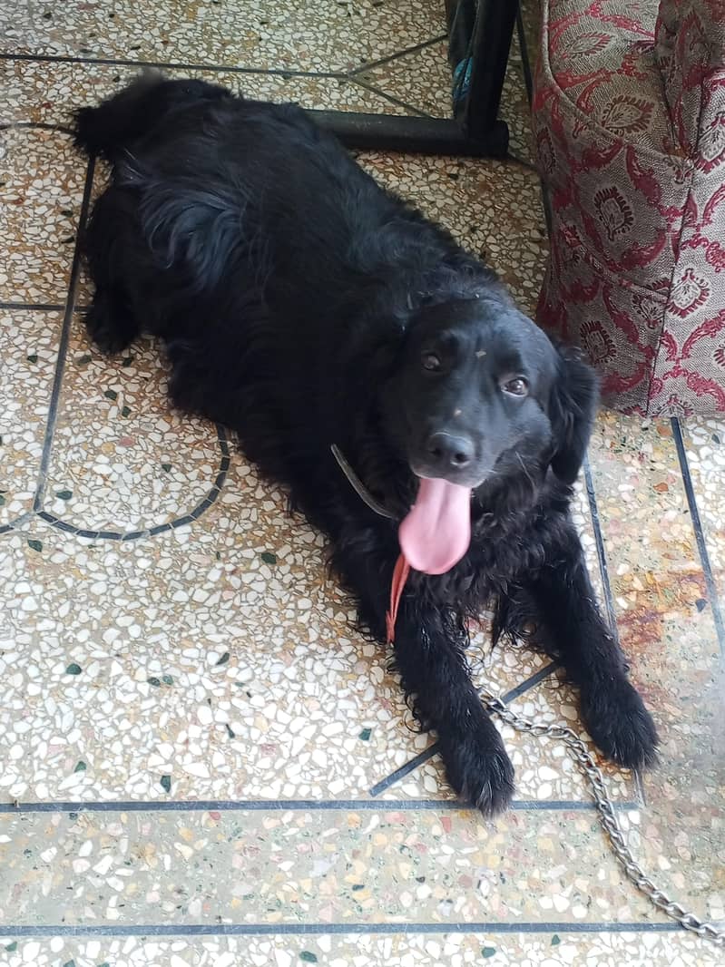 labra 0