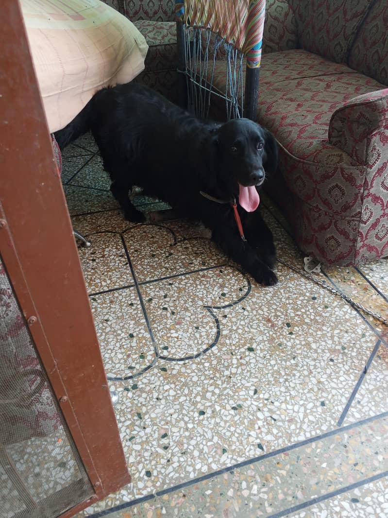labra 2