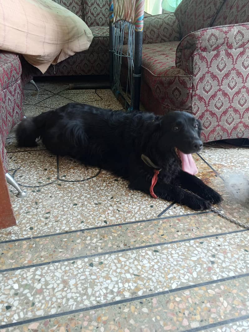 labra 3