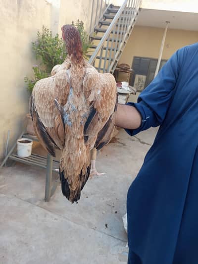 Aseel hen ,white nok nli .