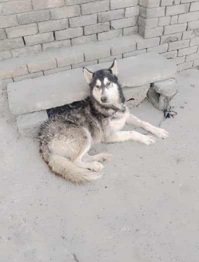 Siberian husky male