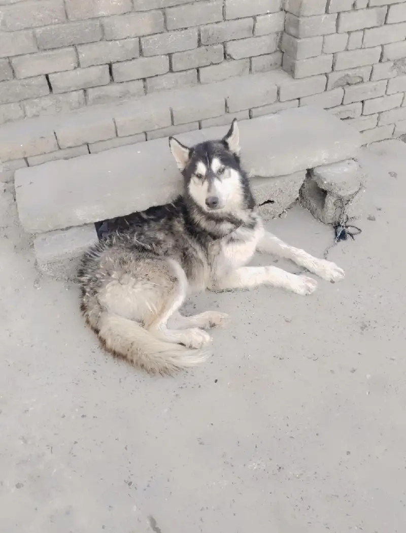 Siberian husky male