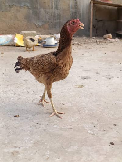 Aseel hen and 4 chicks