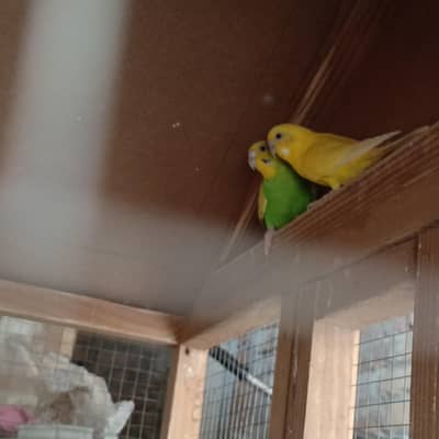 Healthy pair of budgies ( budgeriars) _ yellow and Green - Active