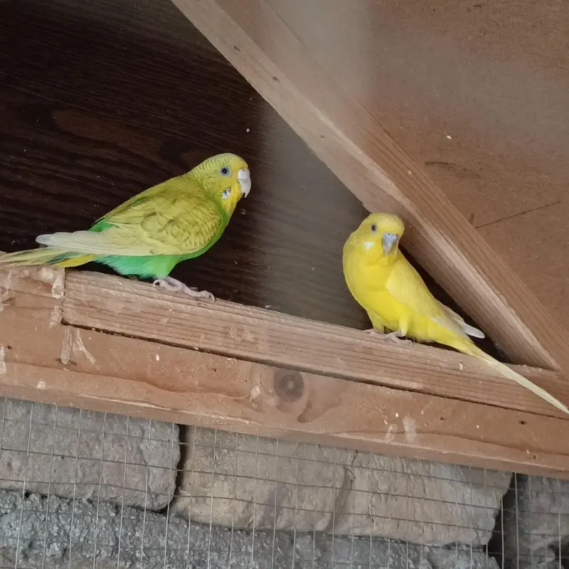 Healthy pair of budgies ( budgeriars) _ yellow and Green - Active — photo 2