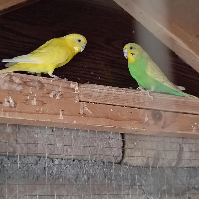 Healthy pair of budgies ( budgeriars) _ yellow and Green - Active — photo 3