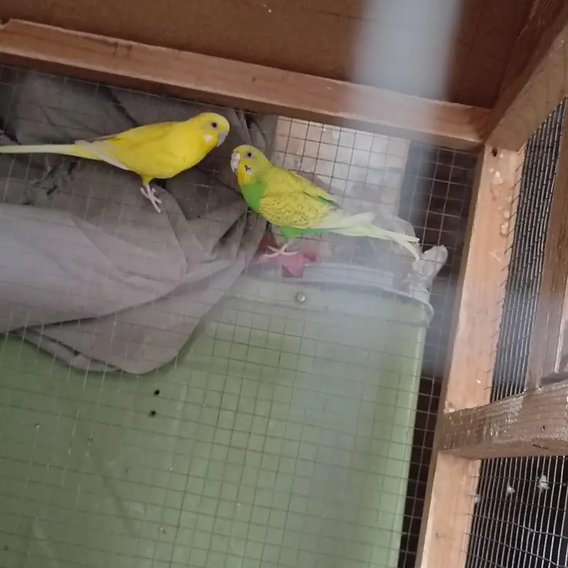 Healthy pair of budgies ( budgeriars) _ yellow and Green - Active — photo 4