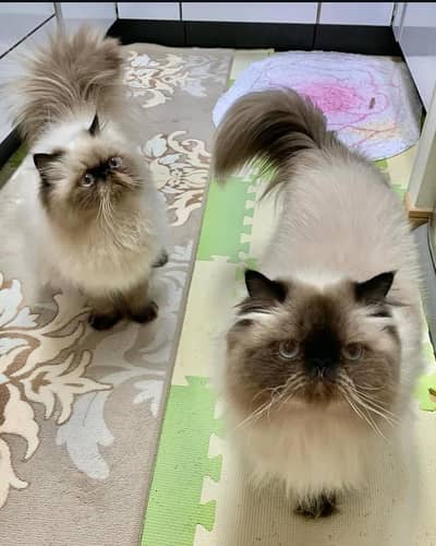 Persian kittens