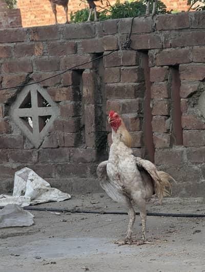 Phatha for sale