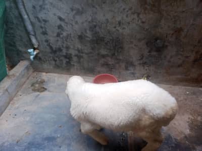 Kajla Male gulabi