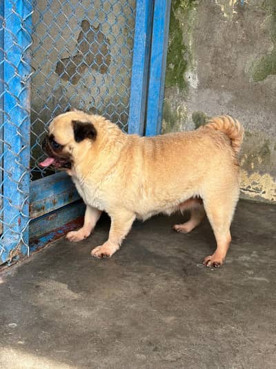 pug breeder female